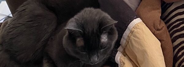 Gandalf found a forever home