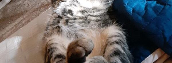 Lord Kannan, King Kitten