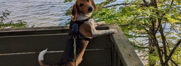 Ernie Escapes Envigo!