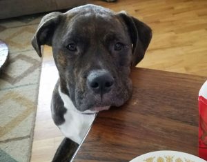 Rethinking Pit Bulls: Dori finds her furever home