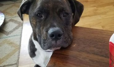 Rethinking Pit Bulls: Dori finds her furever home