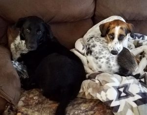 Love Train pups