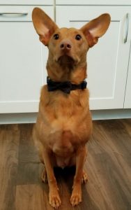 Finn finds a forever home!