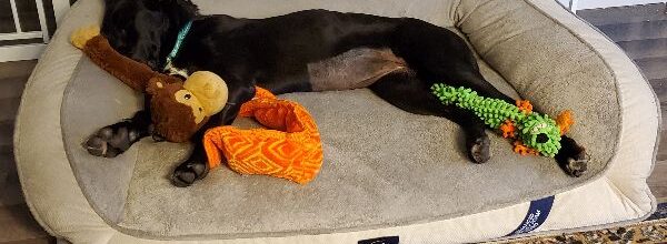 Clover comes Home!
