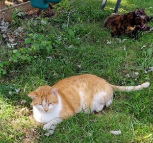 Orange Kitty Finds a New Girlfriend