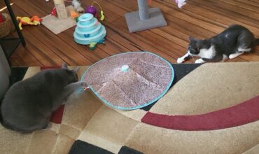 Cinder finds a new friend