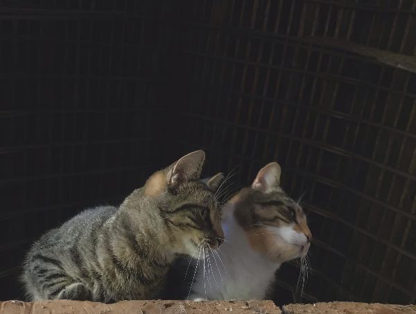 Feral barn cats turned love bugs