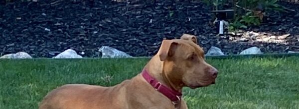 Foster Fail After 8 Months