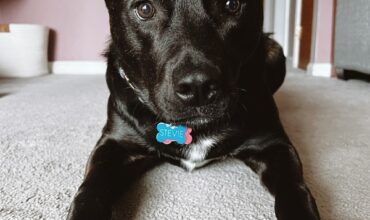 Stevie stole our hearts!