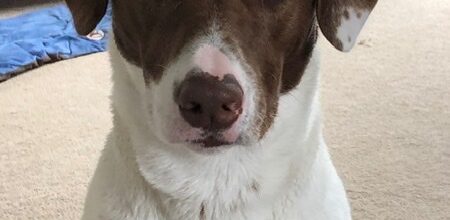 A fantastic Love Story for Hazel