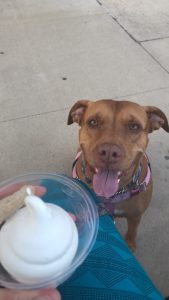 Paddy- the pibble for us