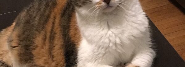 Serena found a home!
