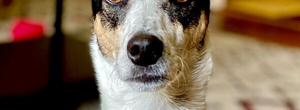The only Dog named Elbow Macaroni