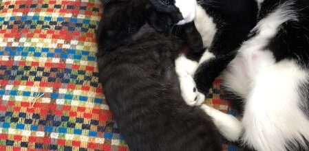 Purrfect partner in crime