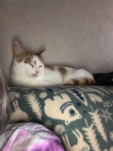 Furever friend