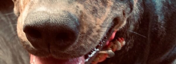 Dolly is our sweet girl