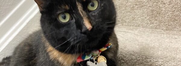 Coraline, Cat Supervisor Extraordinaire!