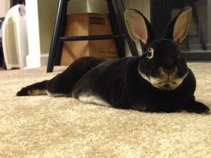 Sage chooses a home