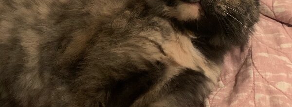 Thank you for our sweet girl!!