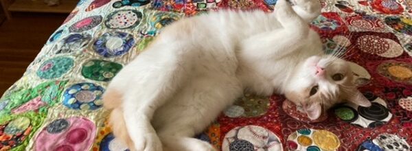 How to become a cat person