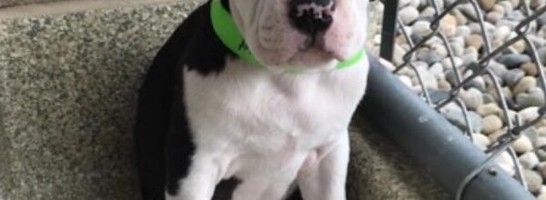 Unexpected Adoption