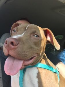 Brownie’s new home