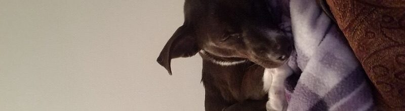 1 year old Bailey needed a forever home