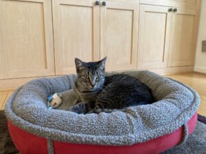 Skittish boy is finally home