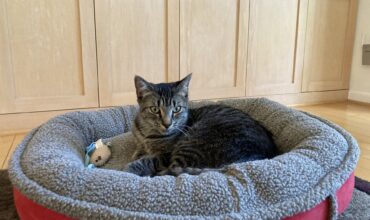 Skittish boy is finally home