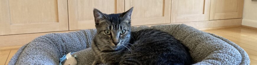 Skittish boy is finally home