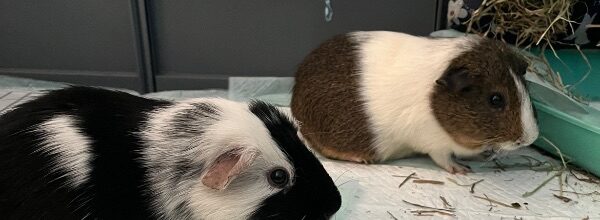 Goliath’s new family!