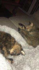 Adopted cat Kairi helps bring home missing older sister