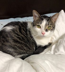 Roo chooses his forever family