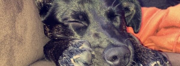 Dixie steals our hearts