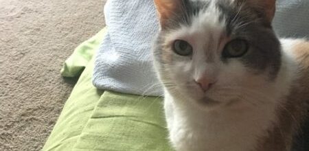 Miss Izzy the Lovebug