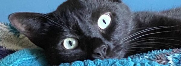 “Black cats don’t photograph well”- Myth Busted!