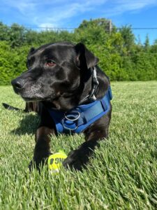 A  forever home for Lando