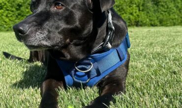 A  forever home for Lando