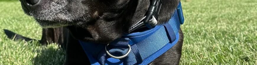 A  forever home for Lando