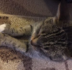 Shy stray becomes queen of the castle.