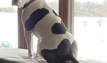 60 pounds of sweetness