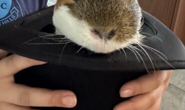 Brunswick is a happy and spoiled pig!