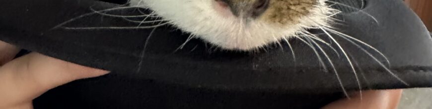 Brunswick is a happy and spoiled pig!