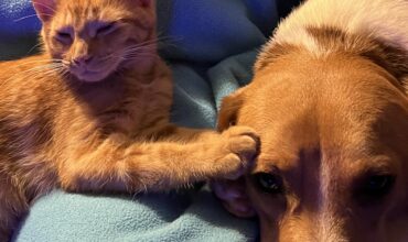 Support kitty for my dog