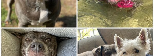 A Senior Pit’s Forever Home