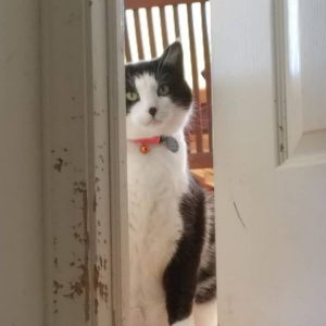 Seamus comes home