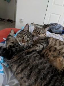 Milo and Otis become the cuddliest brothers!