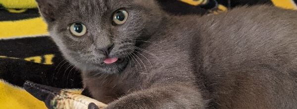 Pudgeroni, Her Royal Pudgliness, the Pudgester, Pudgeroodledoo, finds a home!