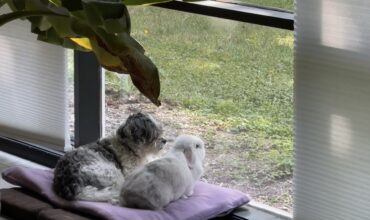 Bunny & Pup