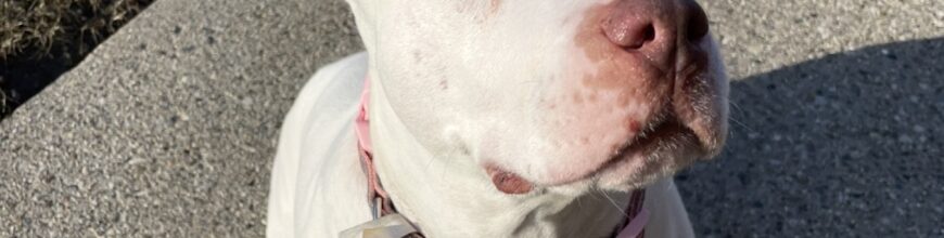 Our Princess has departed ❤️